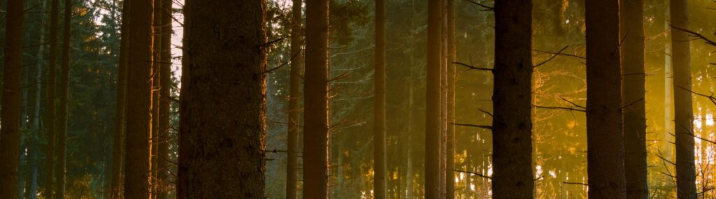Alt text: A serene forest scene with tall trees bathed in warm light, symbolizing the holistic approach to wellness embraced by Friday Health.
