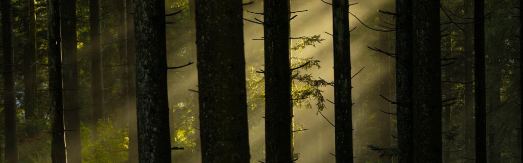 forest, trees, woods, sunlight, fog, misty, foggy, black forest, dark, nature, forest, forest, forest, forest, forest
