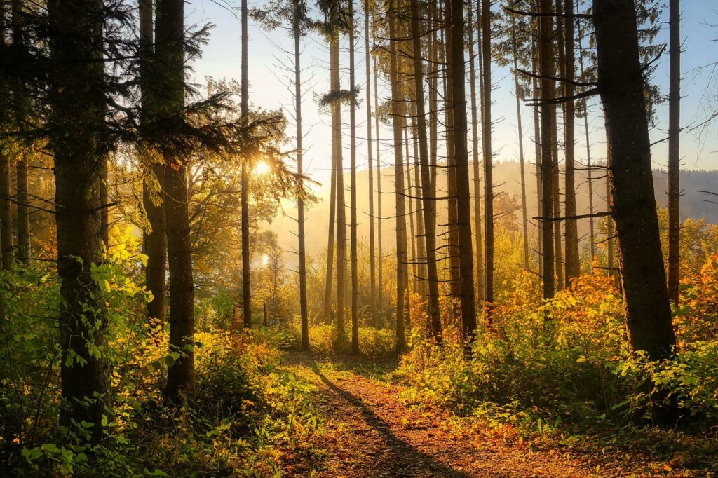 forest, trees, autumn, nature, season, fall, path, forest, forest, forest, forest, forest, trees, autumn, nature