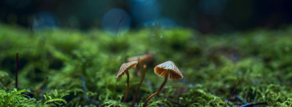 Artistic shot of mushrooms growing amidst green moss, highlighting nature's delicate beauty.